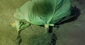 uploads/images/pest/cabbage cyst nematode.jpg
